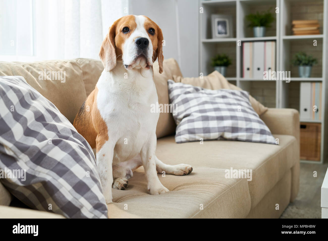 Grande cane amichevole sul lettino Foto Stock