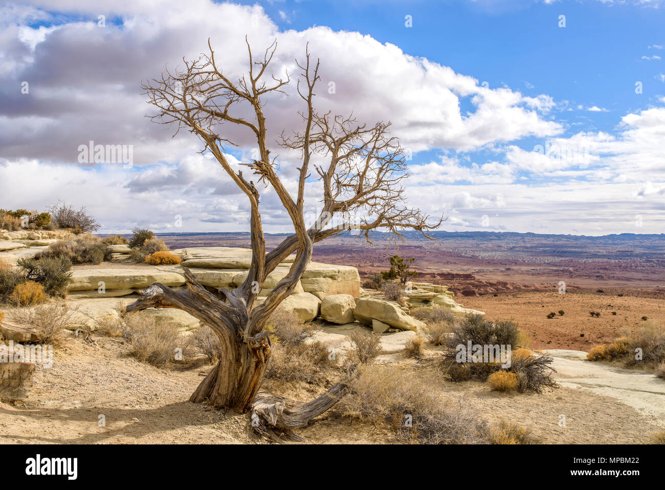 Nudo albero nel deserto - un nudo Albero di ginepro in piedi nel caldo sole d'inverno su un deserto cliff, contro Spesse nuvole bianche e blu del cielo. Utah, Stati Uniti d'America. Foto Stock