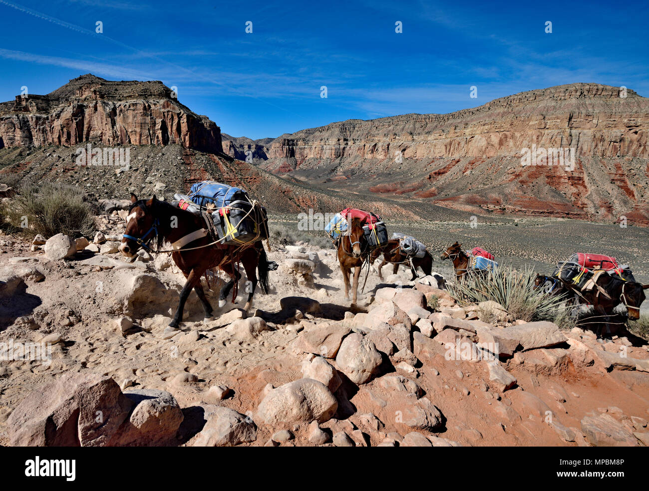 Pack Mules trasporto fornitura a Havasupi Foto Stock