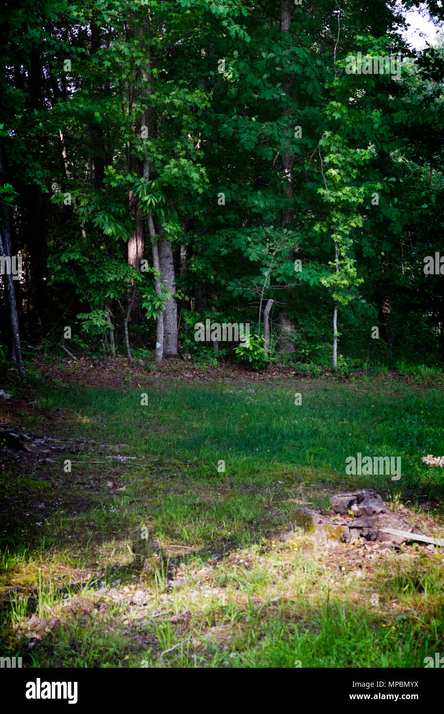 Bordo di una foresta nella zona suburbana di Chelsea, Alabama. Foto Stock