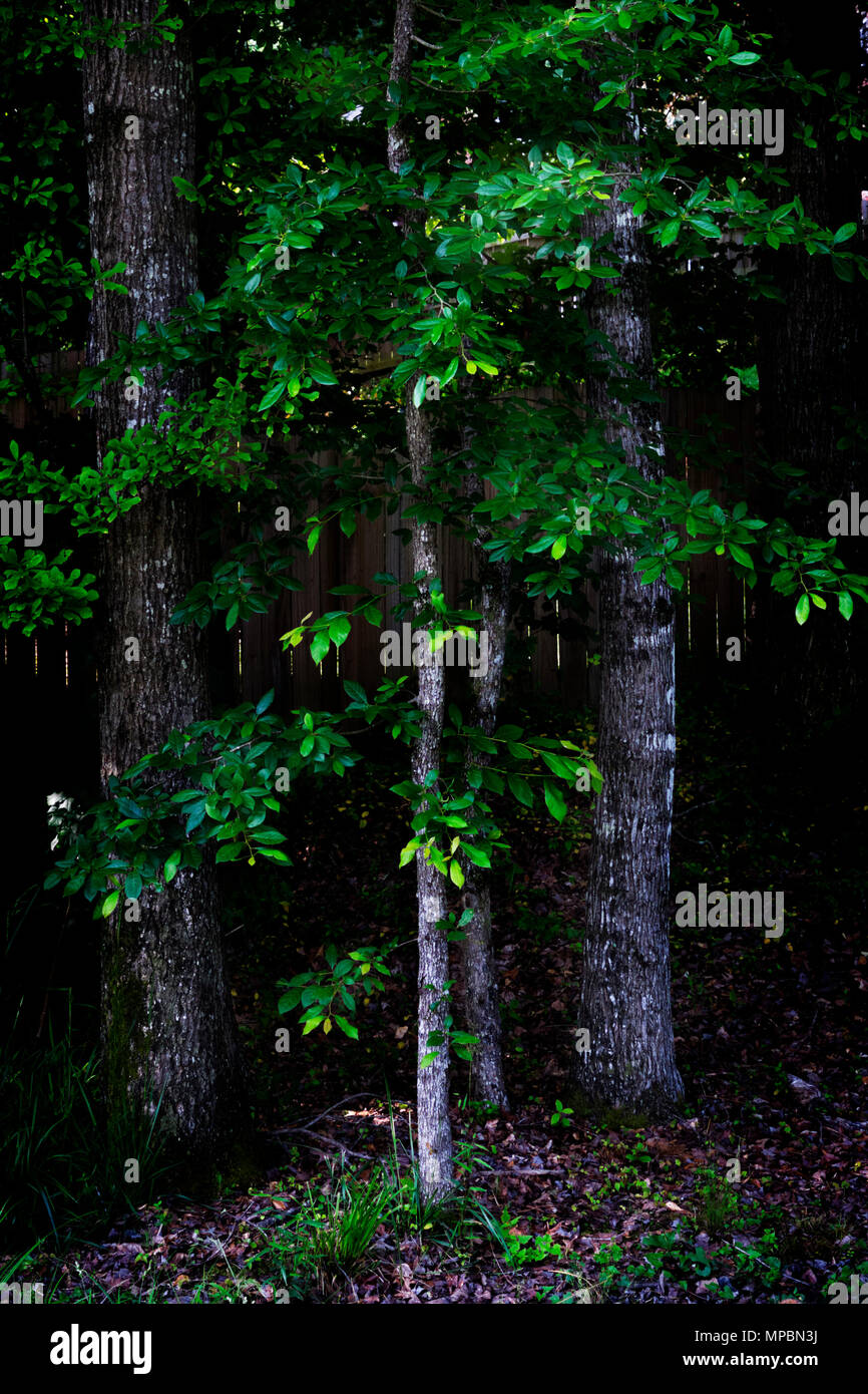 Woodlot vicino al bordo di un alloggiamento suburbana complesso. Foto Stock Woodlot vicino al bordo di un alloggiamento suburbana complesso. Foto Stock