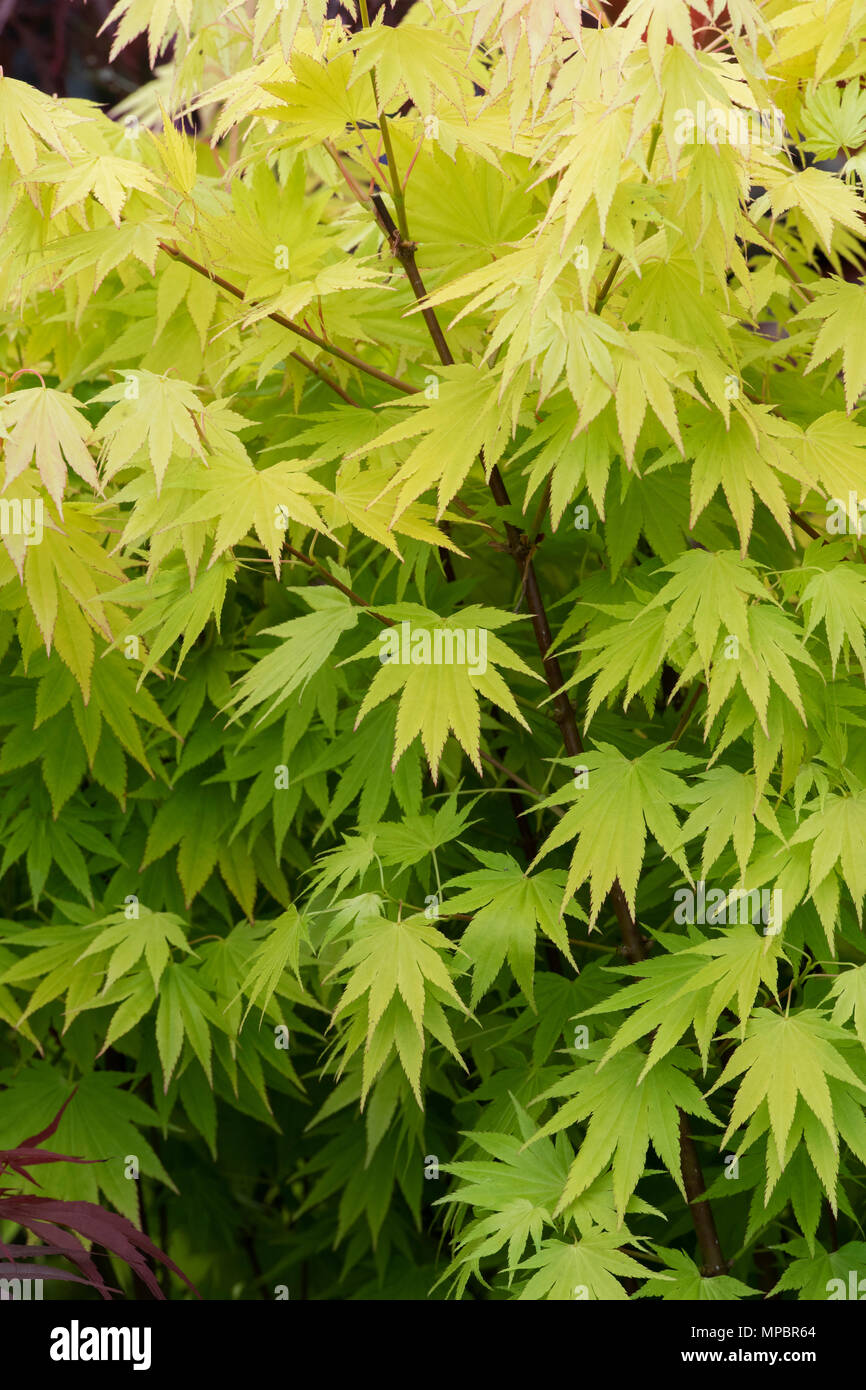 Acer Shirasawanum 'Jordon'. Luna piena maple 'Jordon' foglie in maggio a flower show. Regno Unito Foto Stock