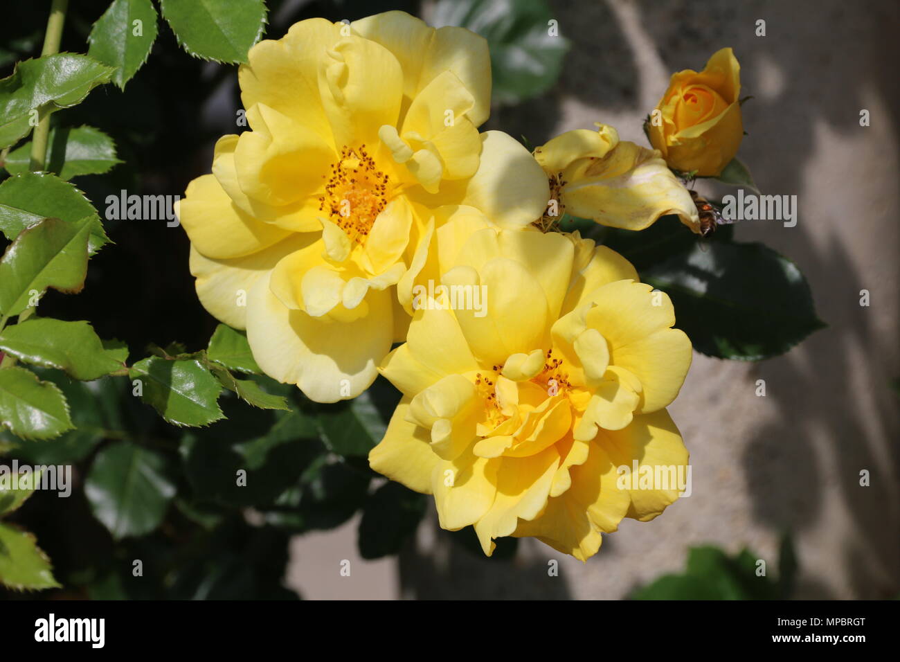 Giardino di Rose nel castello di Bory. Chiudere aspetto di questo splendido fiore. Foto Stock