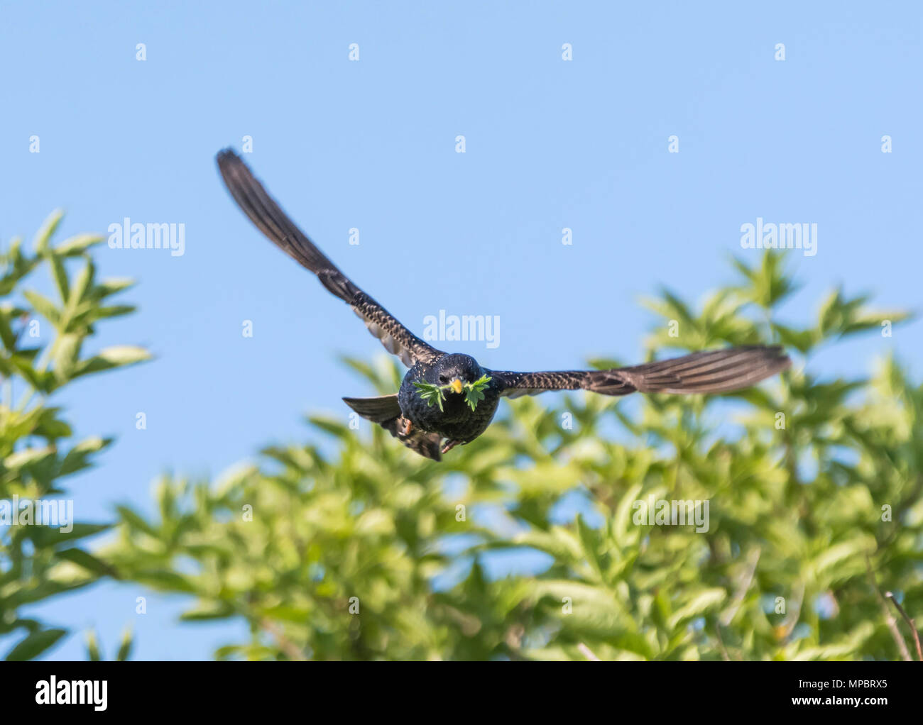 Starling comune (AKA europeo e starling Sturnus vulgaris) volando verso la telecamera con il cibo nella sua bocca in primavera nel West Sussex, in Inghilterra, Regno Unito. Foto Stock