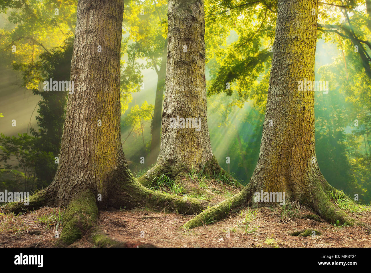 Grande albero radici e sunbeam in una foresta verde. Foto Stock