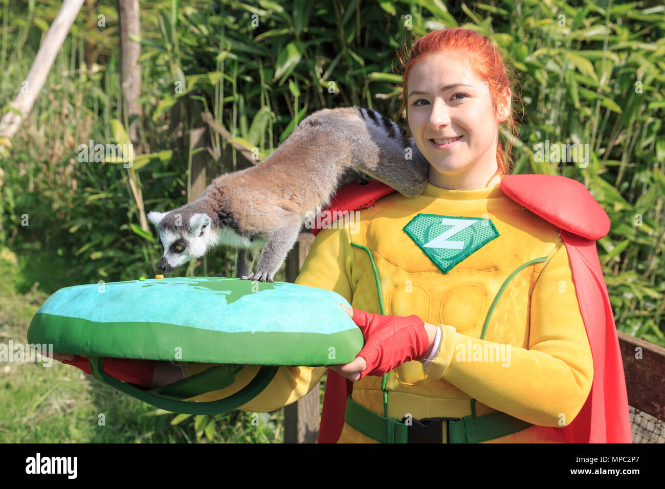 ZSL Whipsnade, Bedfordshire, 22 maggio 2018. Capitano Z nel suo zoo-elemento di supereroi, con alcuni del gruppo di 8 carino maschio e femmina anello-tailed lemuri (Lemur catta). Gli animali di ZSL Whipsnade Zoo per incontrare i nuovi supereroi, Capitano Z. La protezione planetaria, che è stato creato da ZSL per i supereroi e i cattivi evento durante il maggio metà semestre, è introdotto per gli animali di ZSL Whipsnade. Credito: Imageplotter News e sport/Alamy Live News Foto Stock