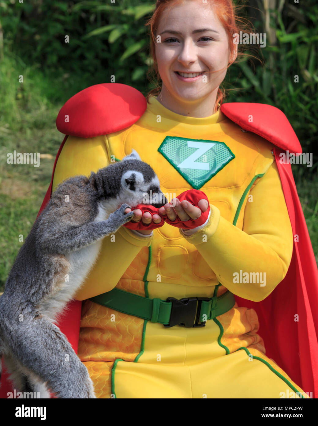 ZSL Whipsnade, Bedfordshire, 22 maggio 2018. Capitano Z nel suo zoo-elemento di supereroi, con alcuni del gruppo di 8 carino maschio e femmina anello-tailed lemuri (Lemur catta). Gli animali di ZSL Whipsnade Zoo per incontrare i nuovi supereroi, Capitano Z. La protezione planetaria, che è stato creato da ZSL per i supereroi e i cattivi evento durante il maggio metà semestre, è introdotto per gli animali di ZSL Whipsnade. Credito: Imageplotter News e sport/Alamy Live News Foto Stock