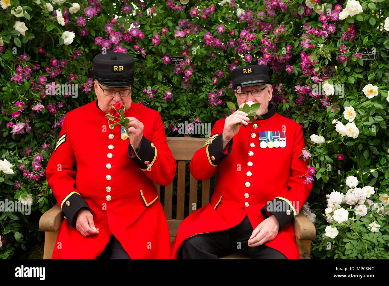 Londra, Regno Unito. 21 maggio 2018. Chelsea pensionati odore di due nuove rose "celebrazione fragrante' e 'Ely Cathedral' introdotto al Chelsea Flower Show di Peter Beales Roses. La società ha ricevuto il loro 25 medaglia d oro pur celebrando il loro cinquantesimo anniversario. Credito: Keith mindham/Alamy Live News Foto Stock