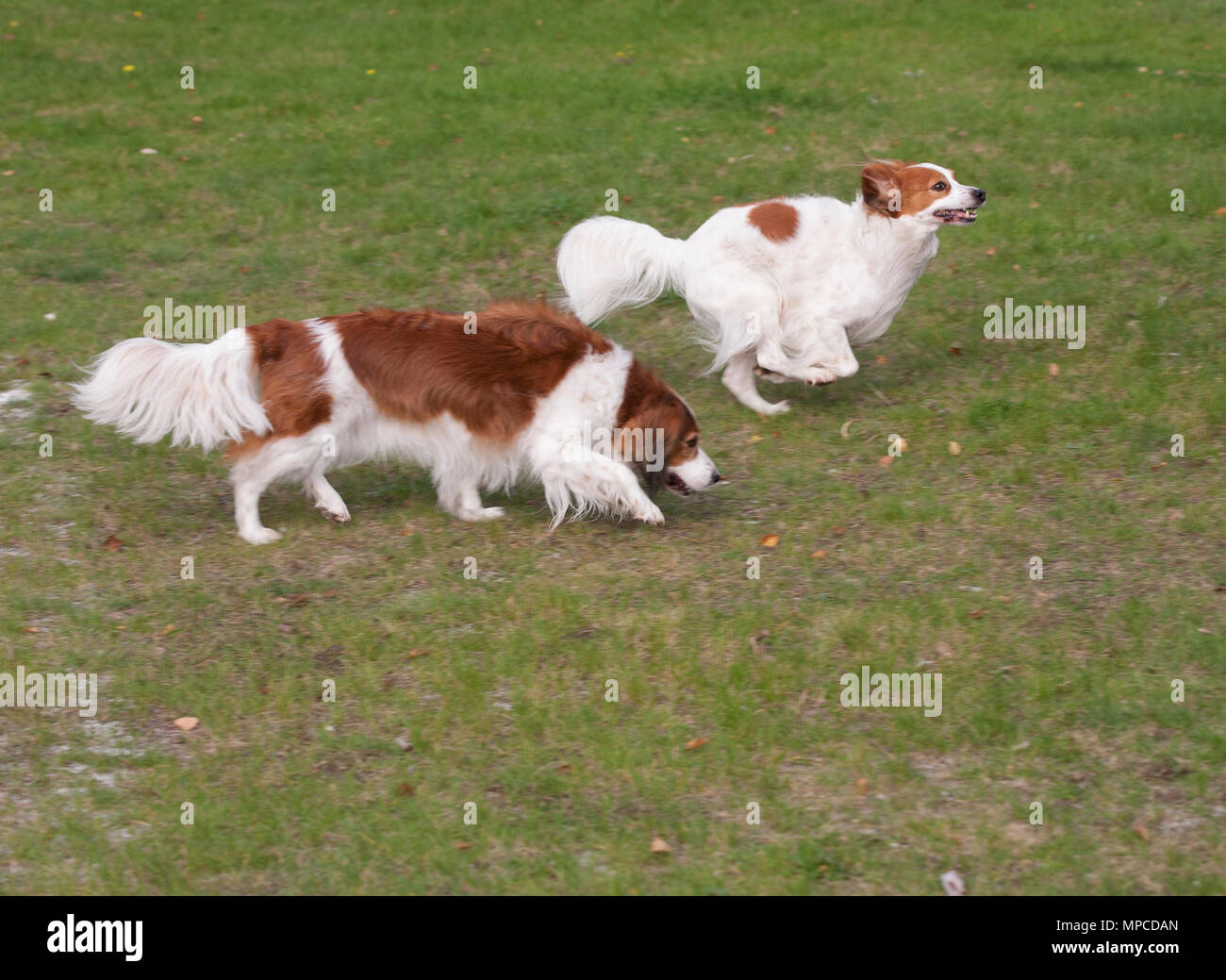 Il KOOIKERHONDJE 2017 è una Spaniel tipo di cane di ascendenza olandese Foto Stock