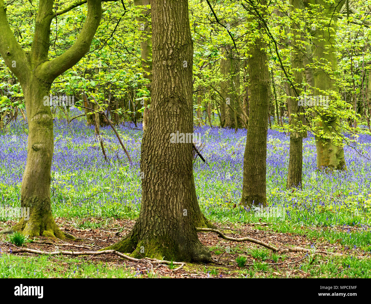 Bluebells Hollybank in legno da Hollybank Lane sul modo Nidderdale vicino a Ripley North Yorkshire, Inghilterra Foto Stock