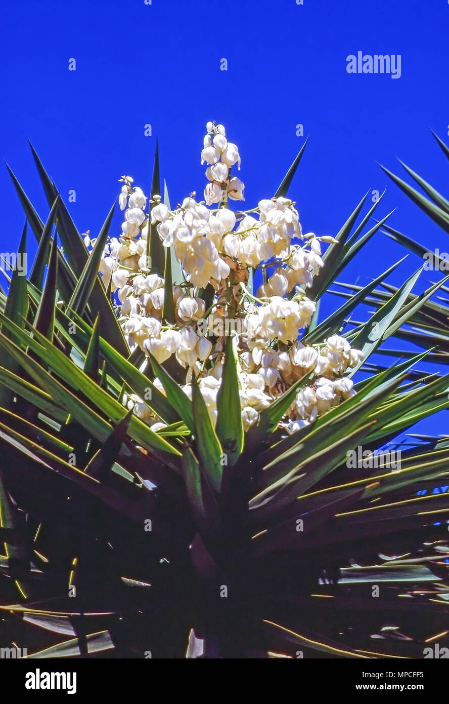 Blooming Yucca nel deserto della California Foto Stock