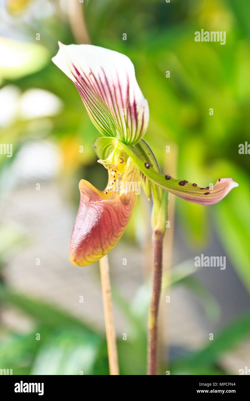 Bella nepenthe tropicale di piante carnivore Foto Stock