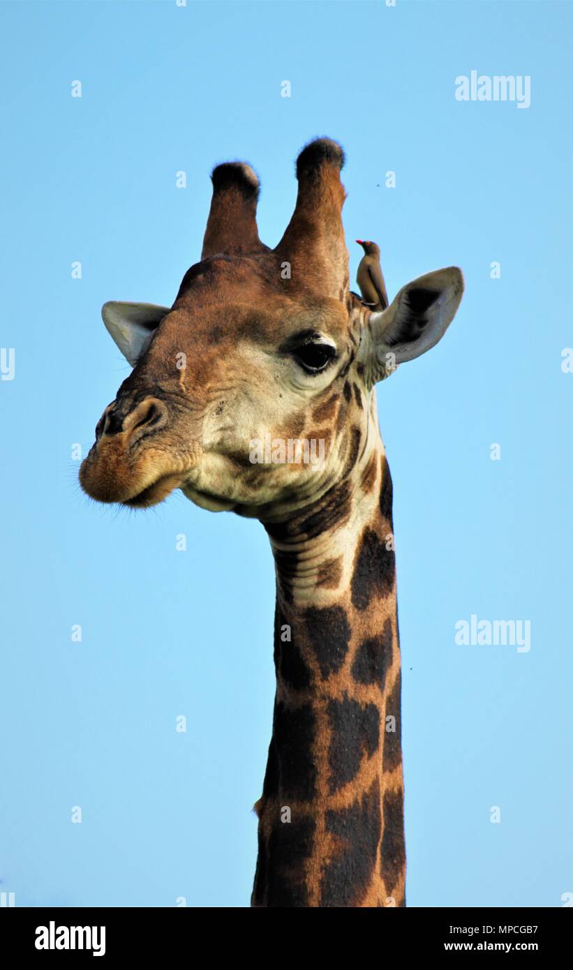 Giraffa Foto Stock