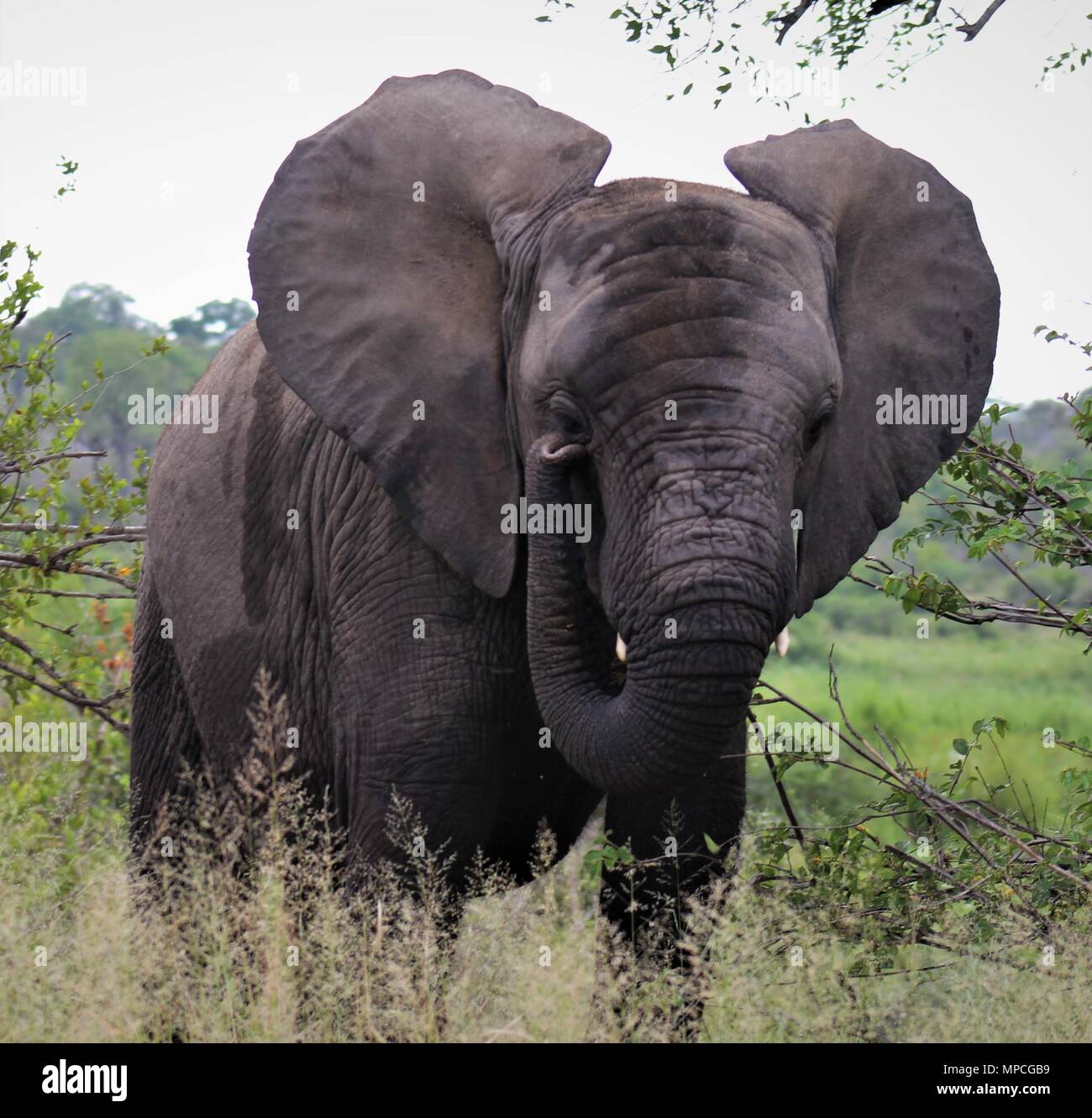 Elefante africano capretti Foto Stock