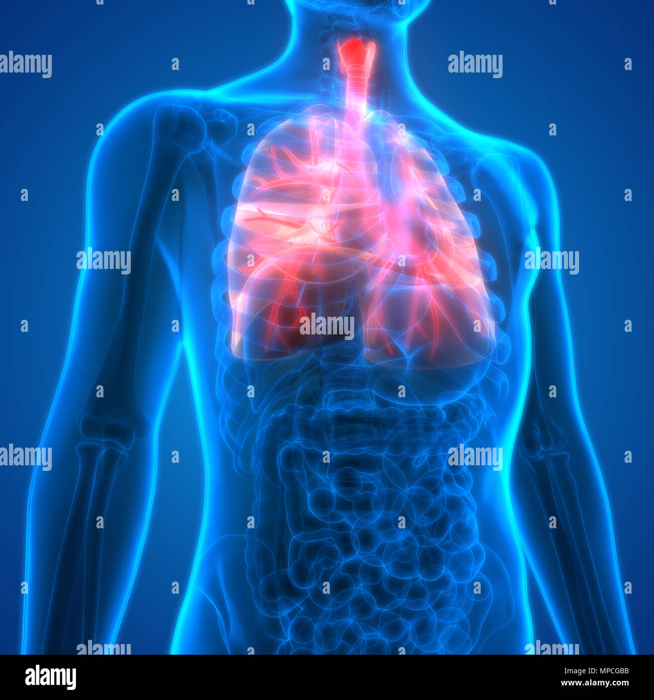 Umano Sistema respiratorio polmoni anatomia Foto Stock