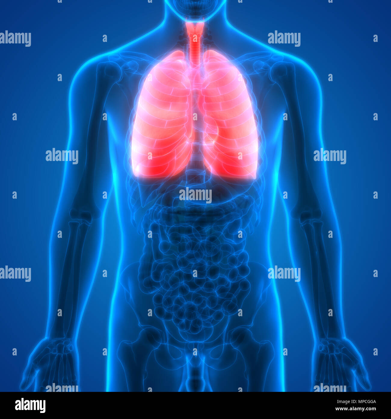 Umano Sistema respiratorio polmoni anatomia Foto Stock