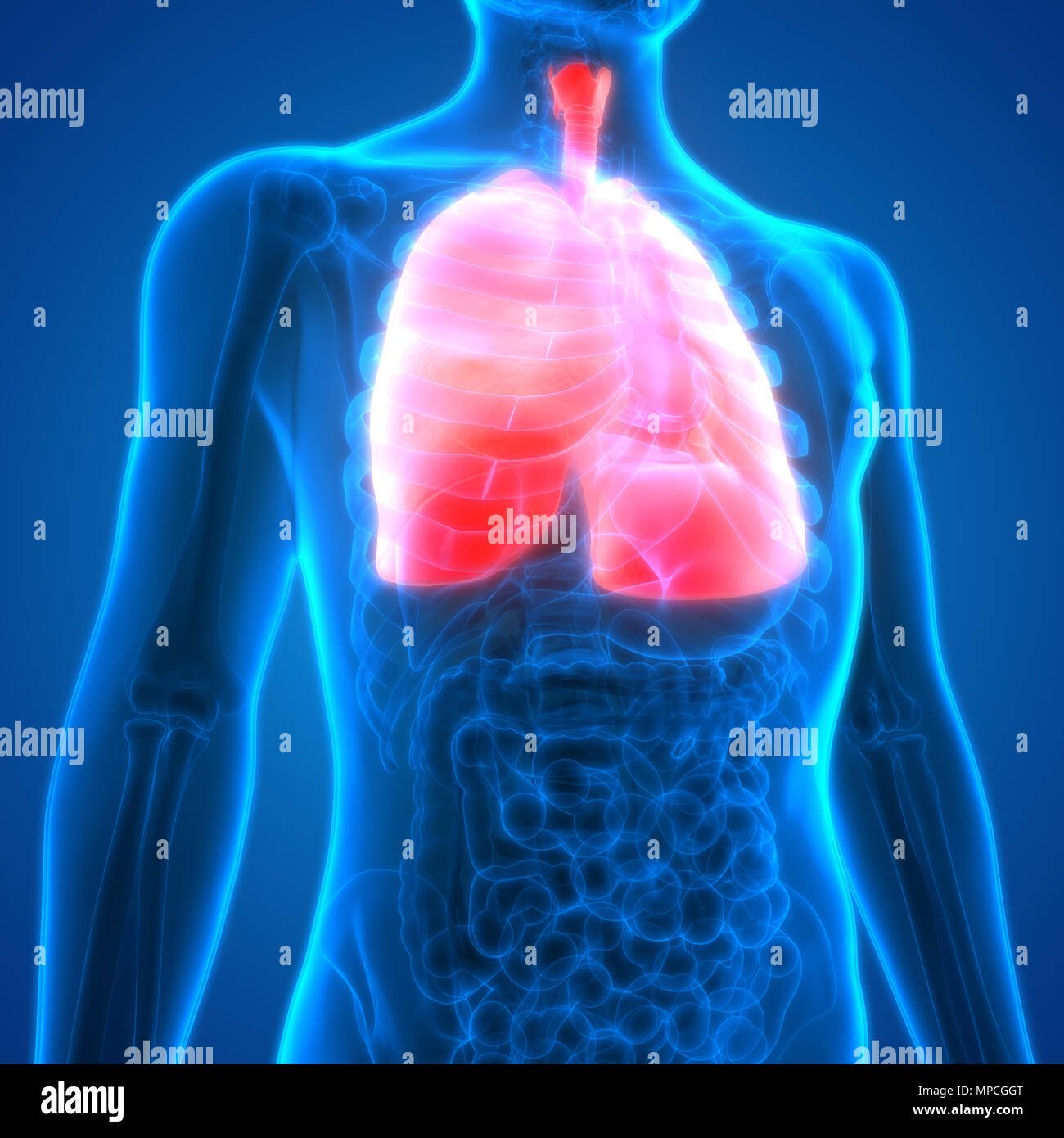 Umano Sistema respiratorio polmoni anatomia Foto Stock