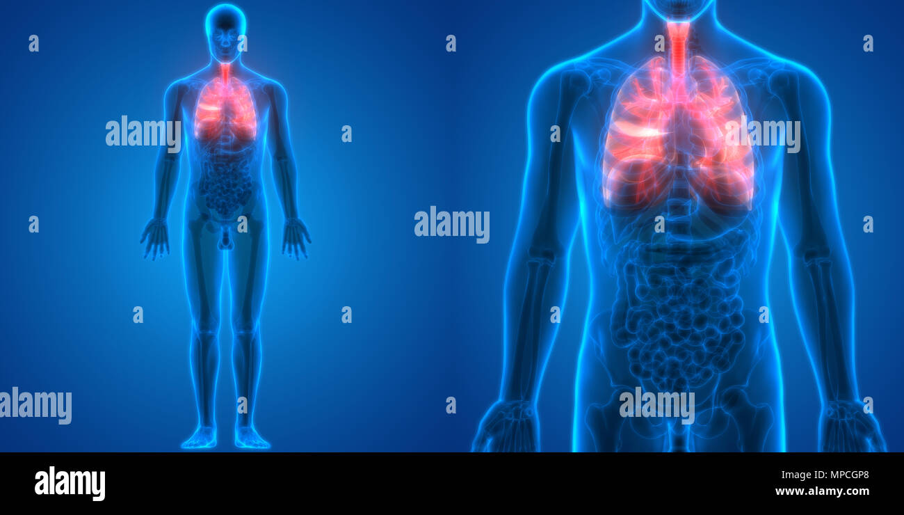 Umano Sistema respiratorio polmoni anatomia Foto Stock