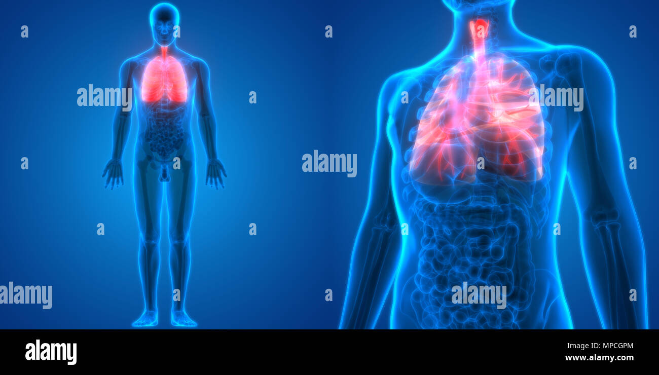 Umano Sistema respiratorio polmoni anatomia Foto Stock