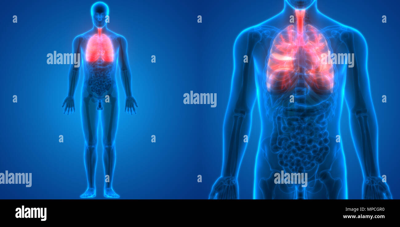 Umano Sistema respiratorio polmoni anatomia Foto Stock