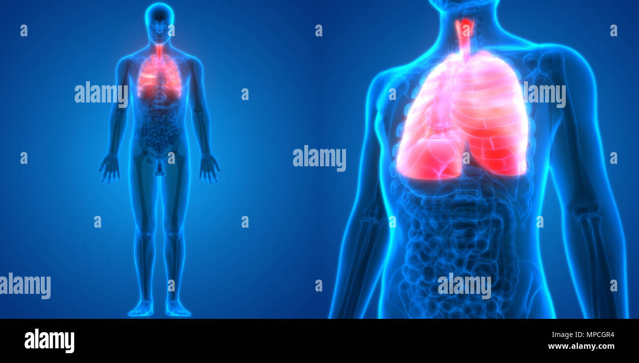 Umano Sistema respiratorio polmoni anatomia Foto Stock
