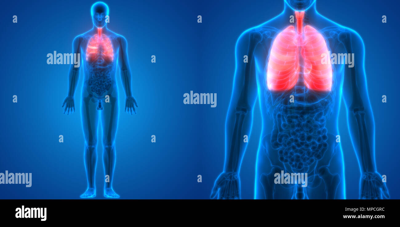 Umano Sistema respiratorio polmoni anatomia Foto Stock