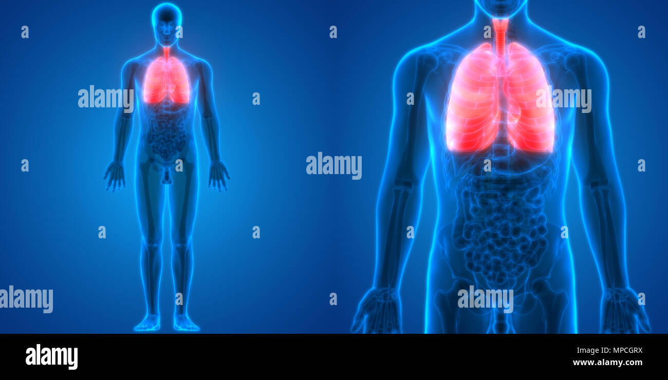 Umano Sistema respiratorio polmoni anatomia Foto Stock