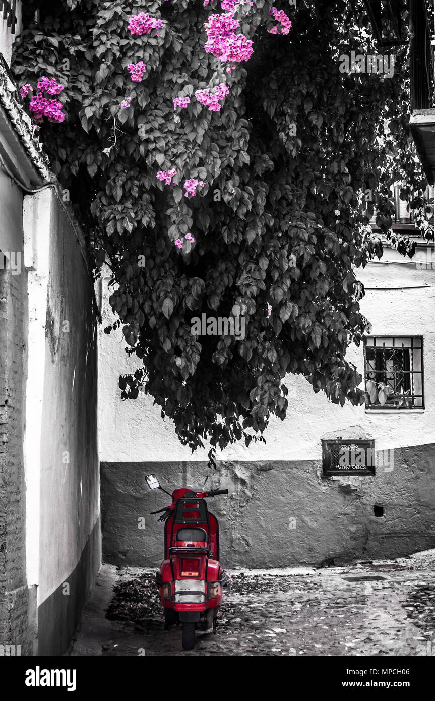 Red scooter Vespa sotto una rosa fiori di albero in Spagna Foto Stock
