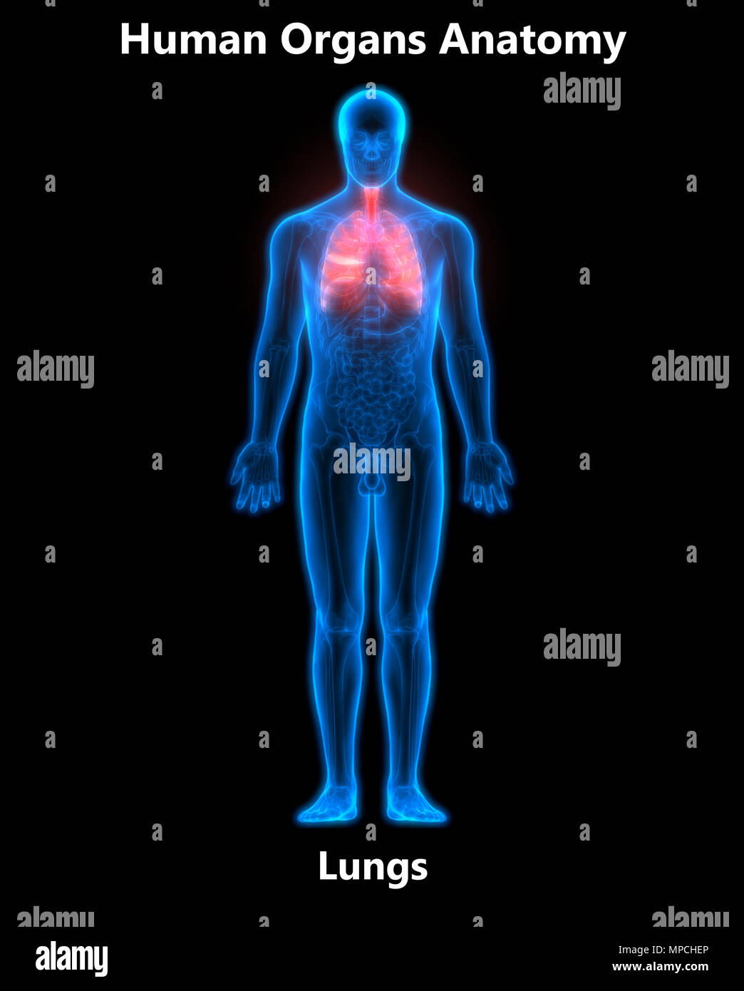 Umano Sistema respiratorio polmoni anatomia Foto Stock