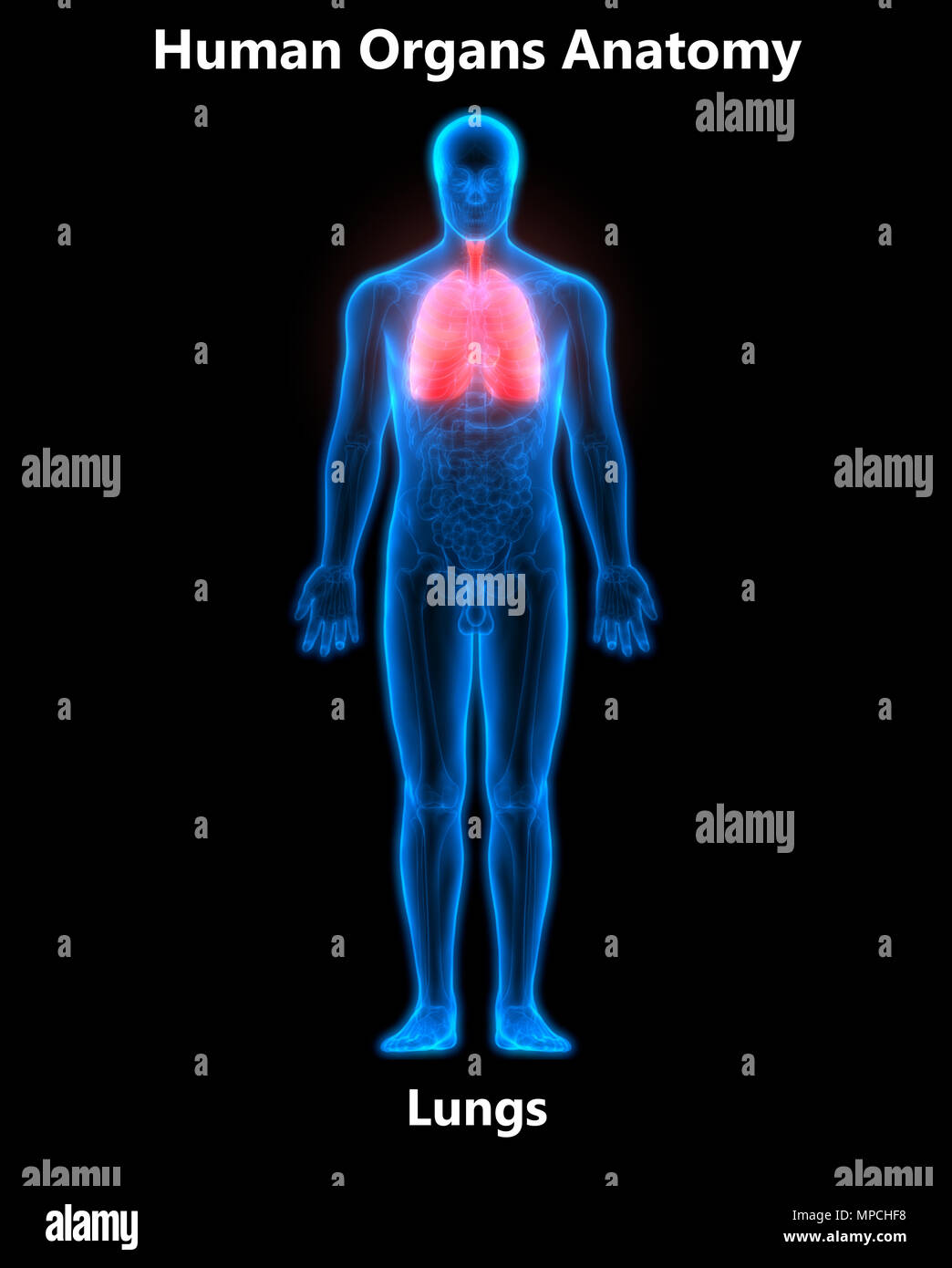 Umano Sistema respiratorio polmoni anatomia Foto Stock