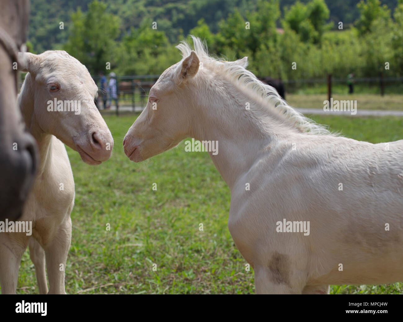 Gemelli cremello puledri (o albino) Foto Stock