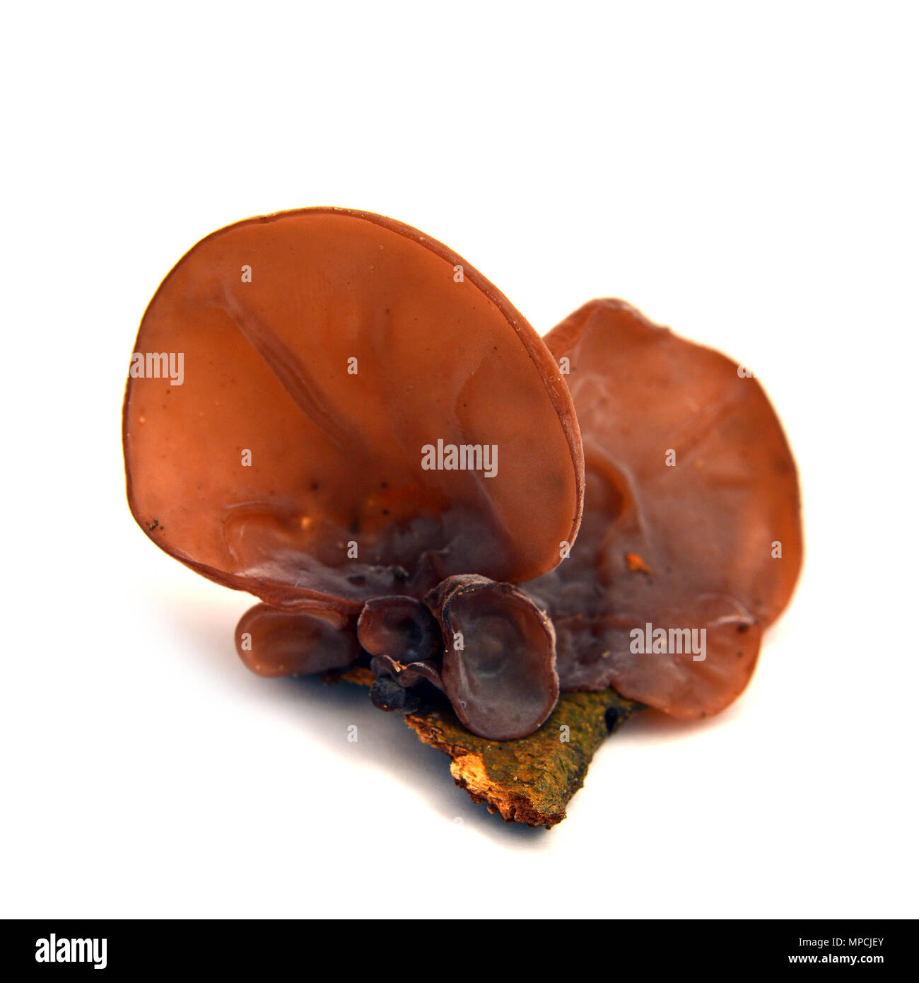 Padiglione auricolare auricularia-judae funghi, noto come l'ebreo e l orecchio, legno orecchio, jelly orecchio Foto Stock