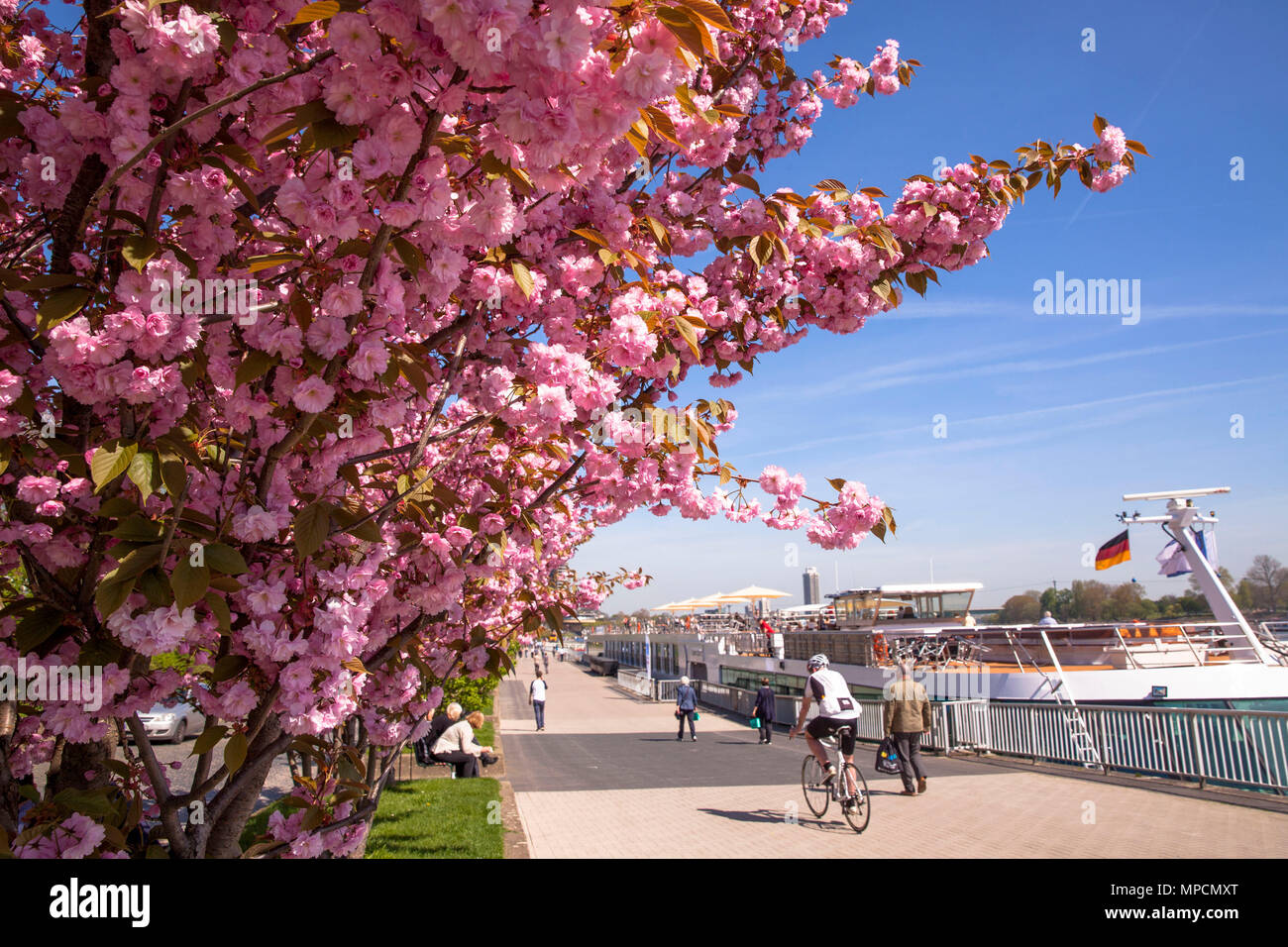 Germania, Colonia, la fioritura dei ciliegi presso le rive del fiume Reno nel quartiere Altstadt-Nord. Deutschland, Koeln, bluehende Kirschbaeume Foto Stock
