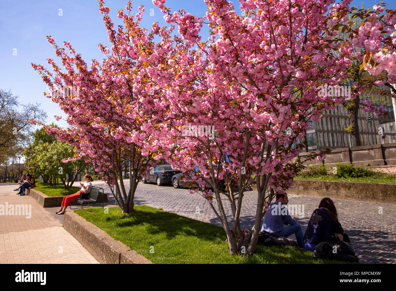 Germania, Colonia, la fioritura dei ciliegi presso le rive del fiume Reno nel quartiere Altstadt-Nord. Deutschland, Koeln, bluehende Kirschbaeume Foto Stock