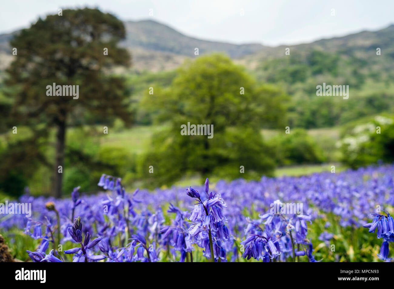 Basso angolo vista delle Bluebells crescendo su un pendio aperto nel Parco Nazionale di Snowdonia in tarda primavera inizio estate. Nant Gwynant Gwynedd Wales UK Gran Bretagna Foto Stock