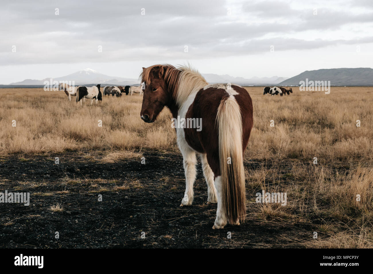 Wild Horses wildlife Islanda Foto Stock
