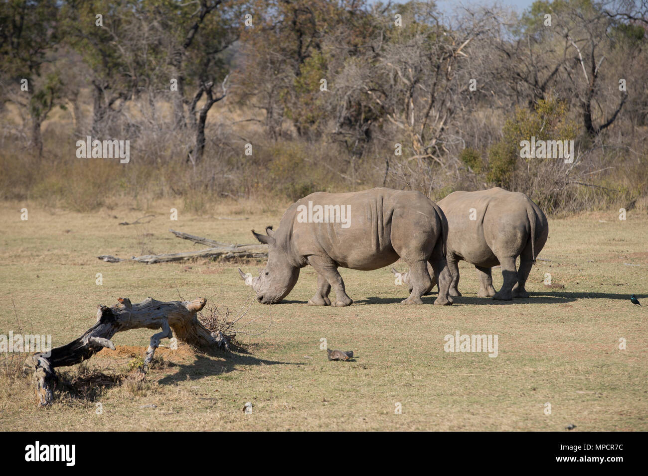 Welgevonden Game Reserve è un 38,200ha riserva nella Provincia di Limpopo in Sud Africa. Foto Stock