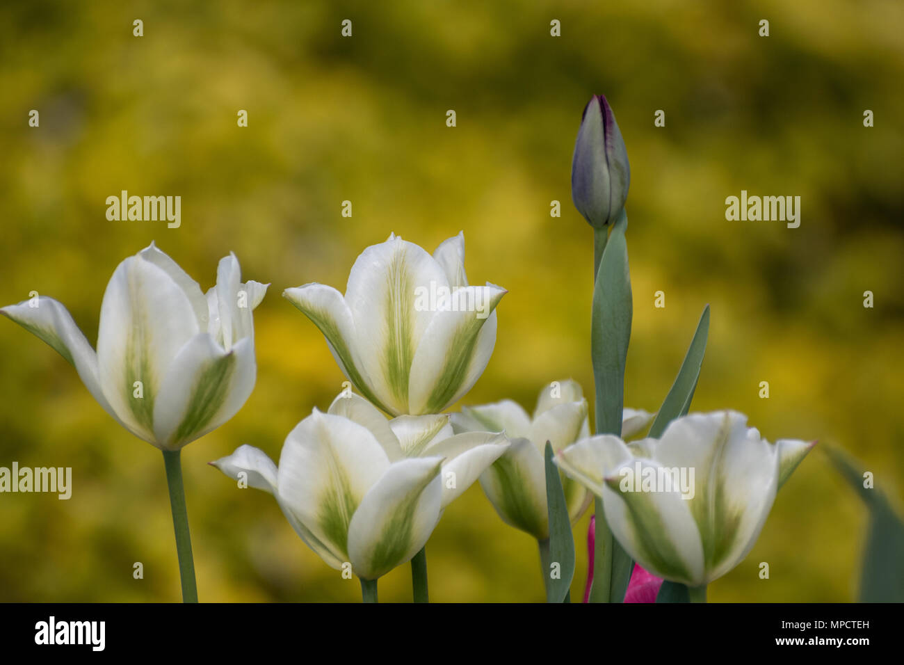 I tulipani, rosa, verde e bianco e nero parrot in bud Foto Stock