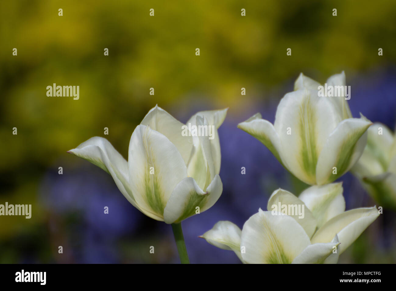 I tulipani, rosa, verde e bianco e nero parrot in bud Foto Stock