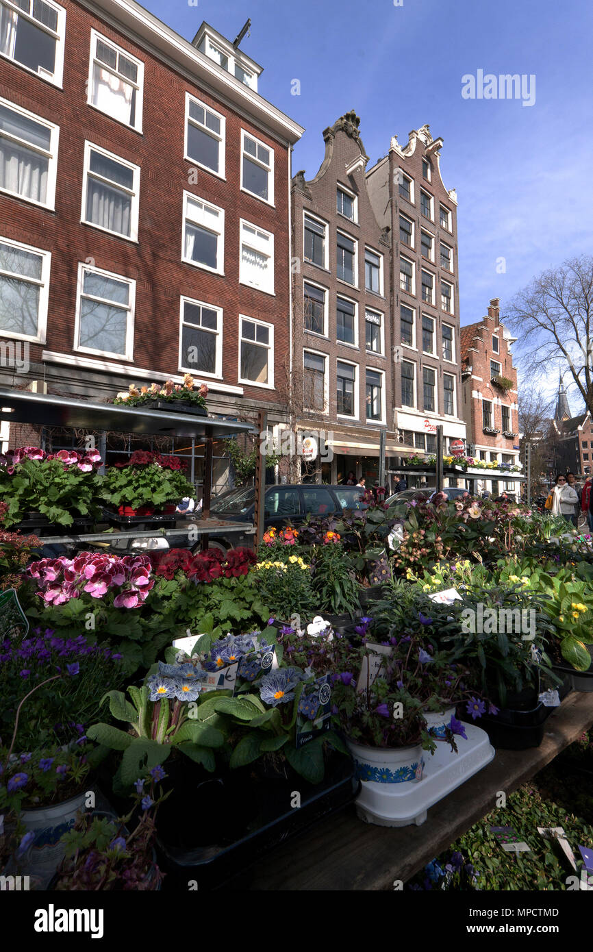 Amsterdam, Paesi Bassi-marzo 7,2015: mercato dei fiori di Amsterdam jordaan Foto Stock