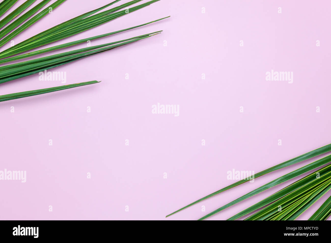 Table top visualizza immagine aerea di stagione estiva Vacanza il concetto di sfondo.piana di noce di cocco laici o palm foglia verde sul moderno rosa rustico sfondo della carta.libera Foto Stock