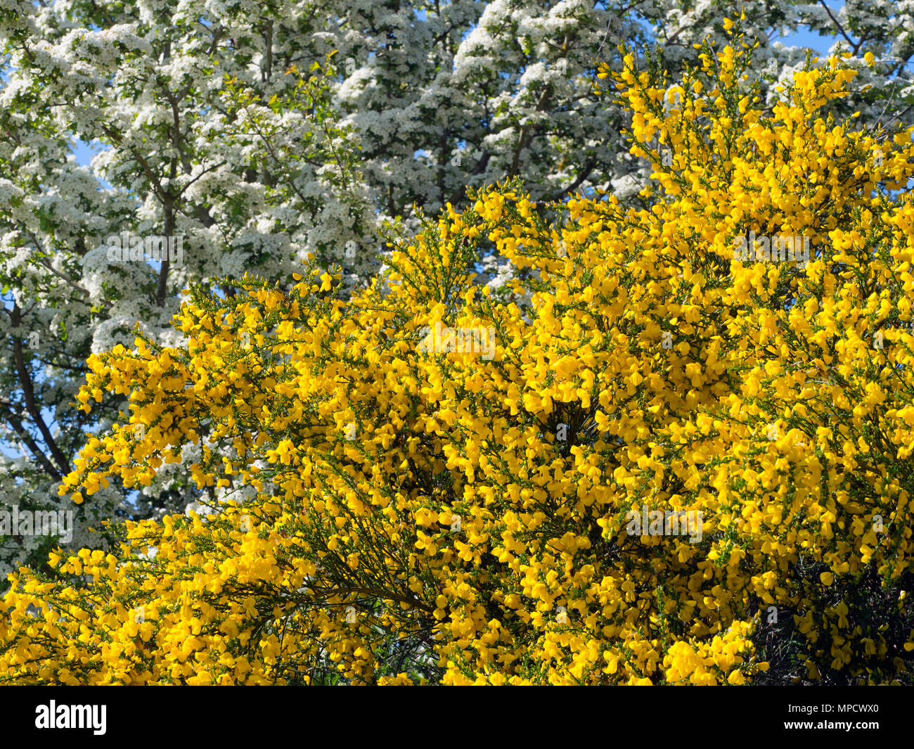 Scopa comune Cytisus scoparius e biancospino blossom Foto Stock