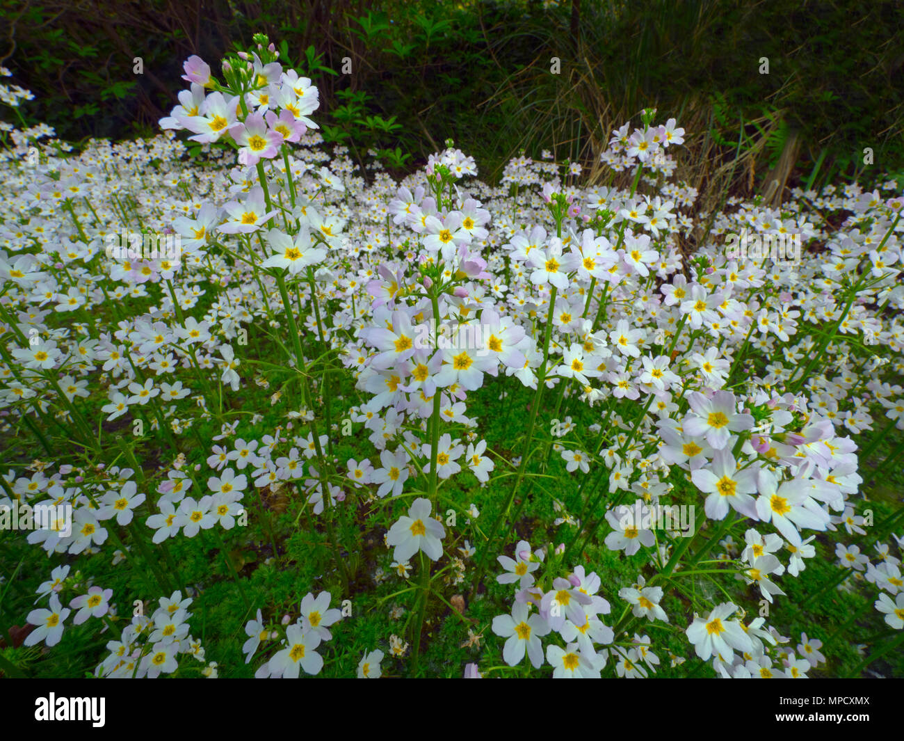 Acqua-viola palustris Hottonia County fiore di Huntingdonshire Foto Stock