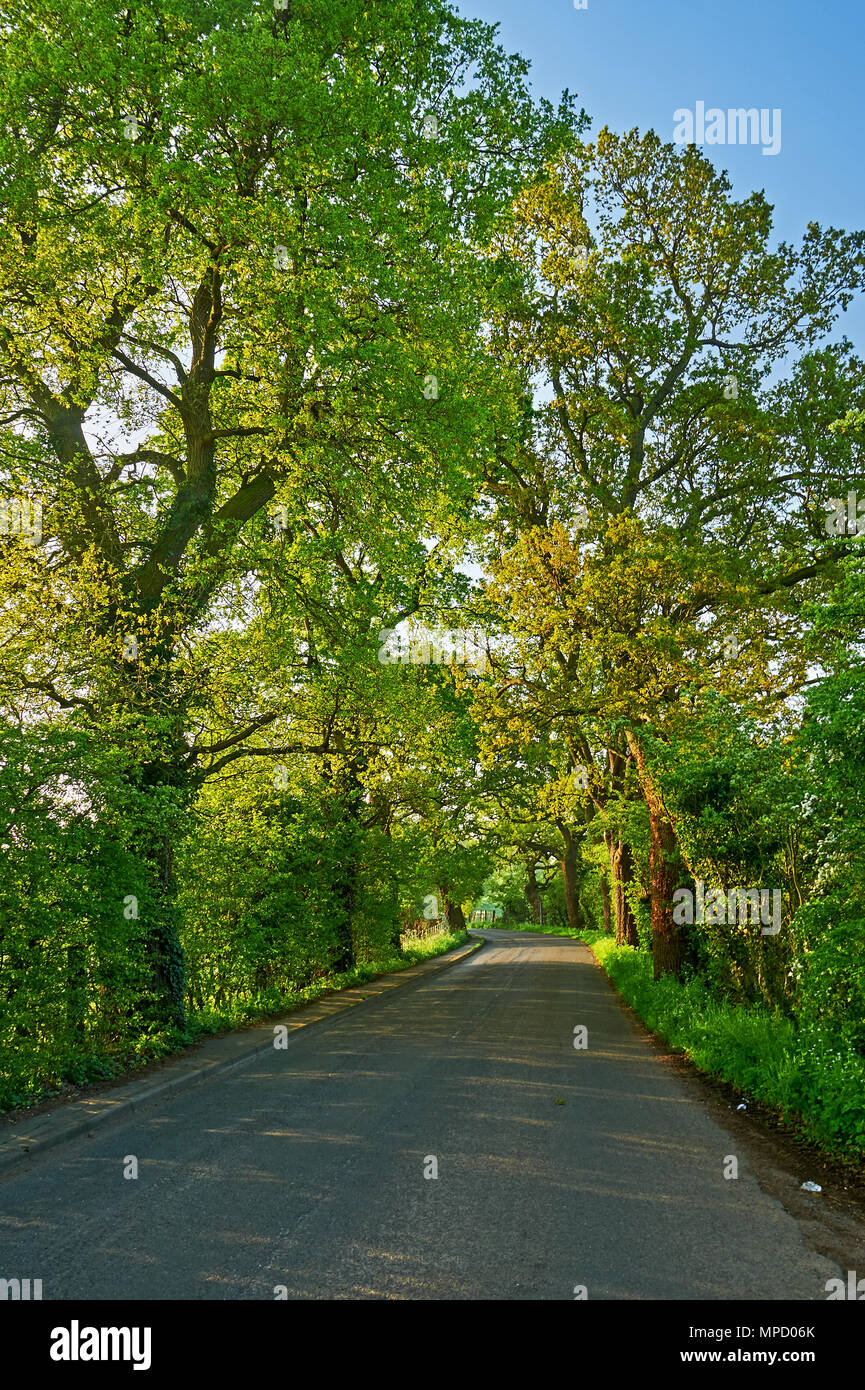 Un viale alberato paese rurale lane Foto Stock