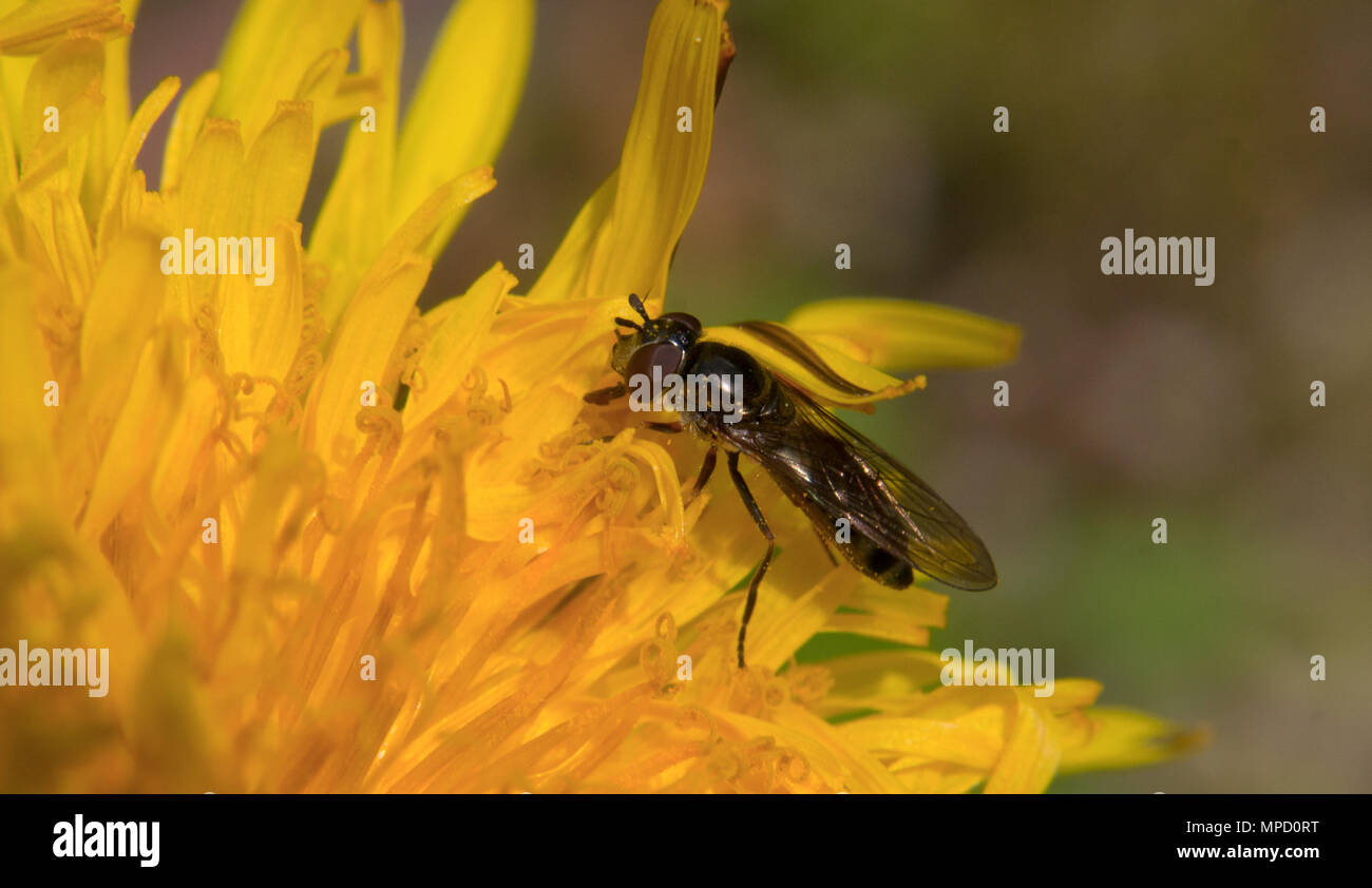 Chiudere ups dell'incredibile vita e bellezza di insetti, adottate nei boschi e giardini di Bovey Tracey. Devon (UK) Foto Stock
