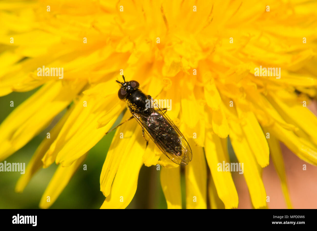Chiudere ups dell'incredibile vita e bellezza di insetti, adottate nei boschi e giardini di Bovey Tracey. Devon (UK) Foto Stock