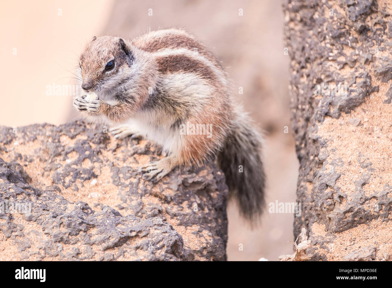 Wild squirrel mangiare del pane per il pranzo. Soggiorno sulle rocce a Fuerteventura a Esquinzo.ro Foto Stock