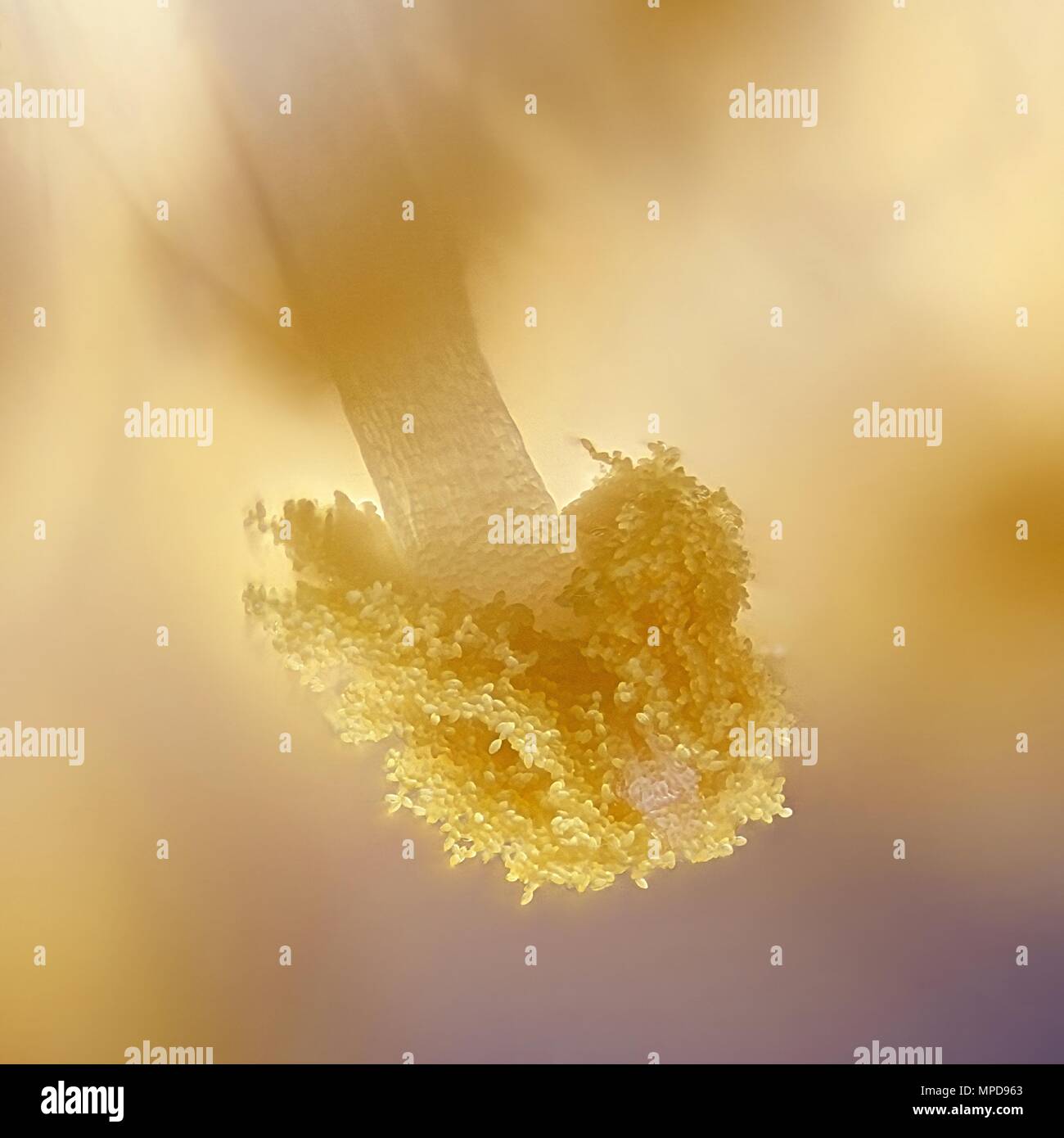 Il polline di un salice (Salix phylicifolia), una immagine al microscopio Foto Stock