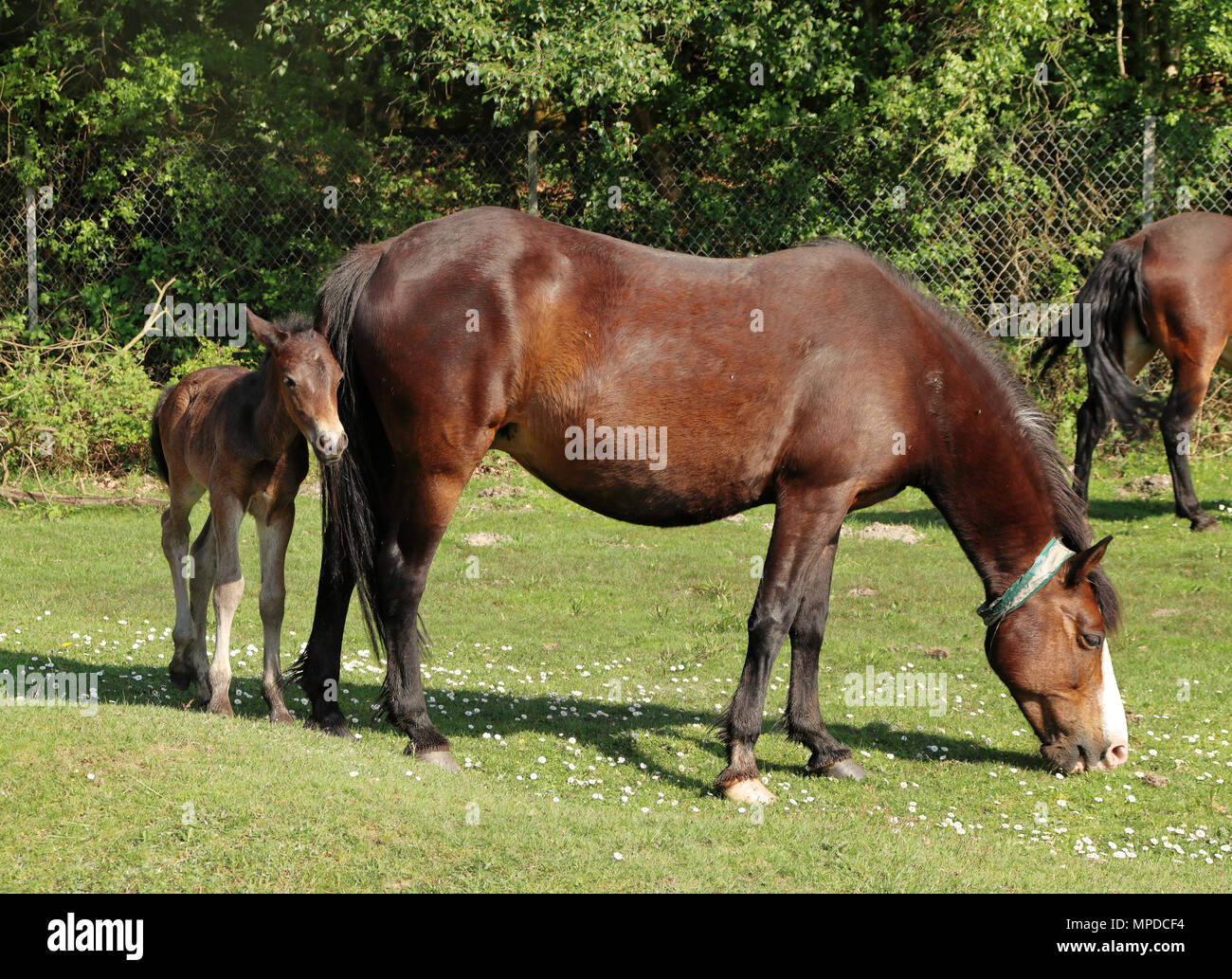 Baia di New Forest Pony con il suo puledro sulla terra di Moro Foto Stock
