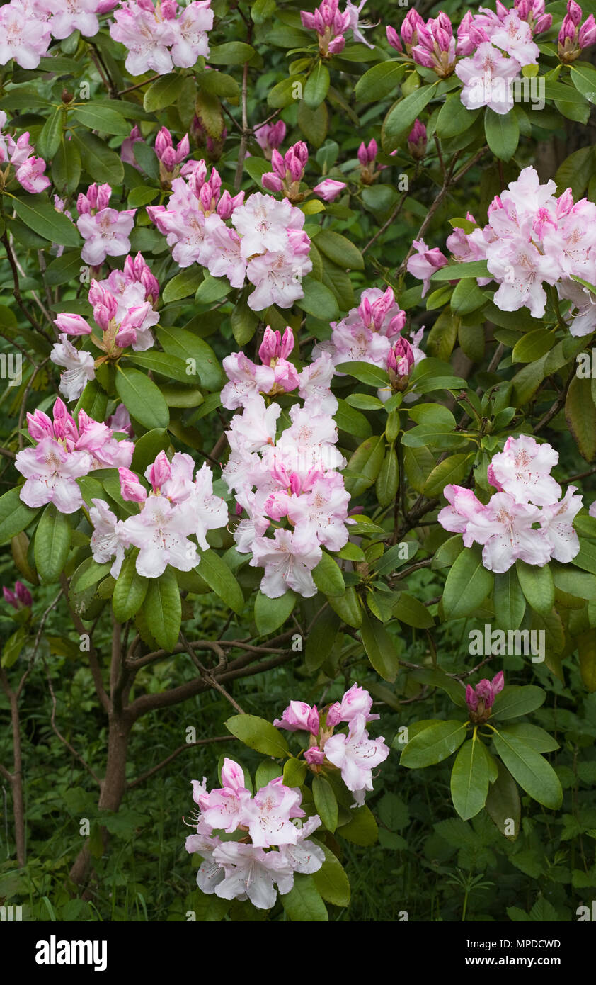 Rhododendron 'Charles e Pearson' Fiori. Foto Stock